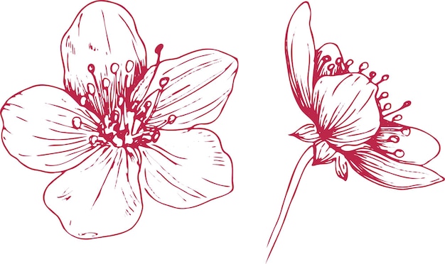 Vektor sakura blumen blühen set handgezeichnete linie tinte stil cure doodle kirschpflanze vektor illustration
