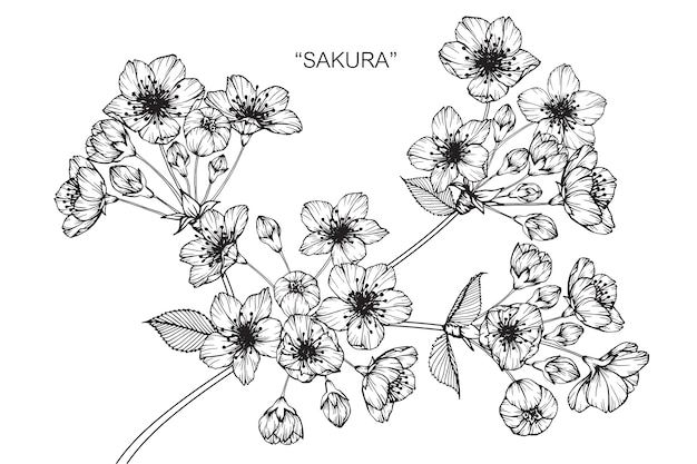 Sakura-blumenzeichnungsillustration.