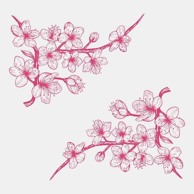 Vektor sakura-kirschblüten-zweiglinie kunstblumen und florale elemente blumenillustration