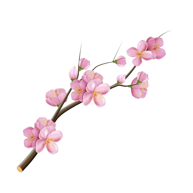 Sakura zweig blume blütenvektor