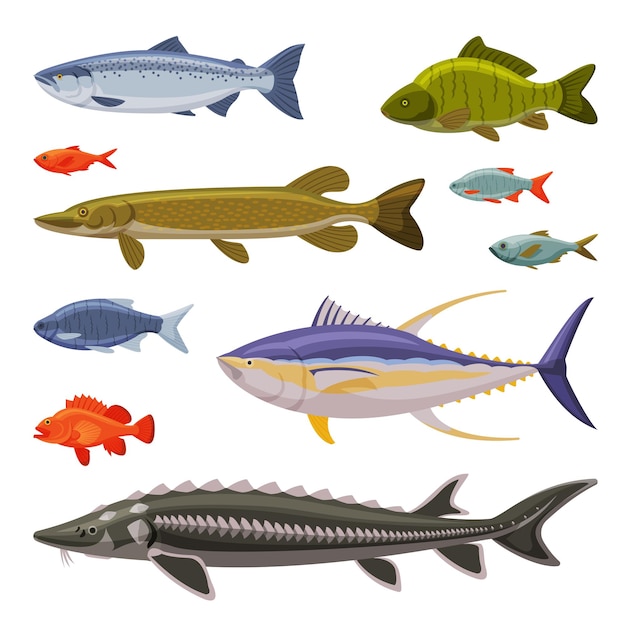 Salzwasser- und süßwasserfische set frischwasserfischarten cartoon-vektorillustration