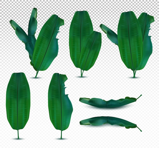 Sammlung Bananenblätter aus verschiedenen Blickwinkeln auf transparentem Hintergrund Symbolsatz Exotisches Blatt