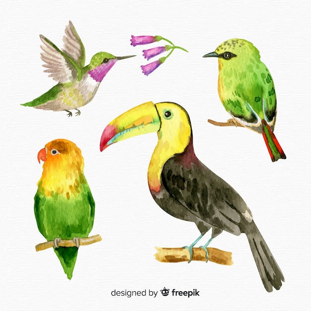 Vektor sammlung des exotischen vogels des aquarells