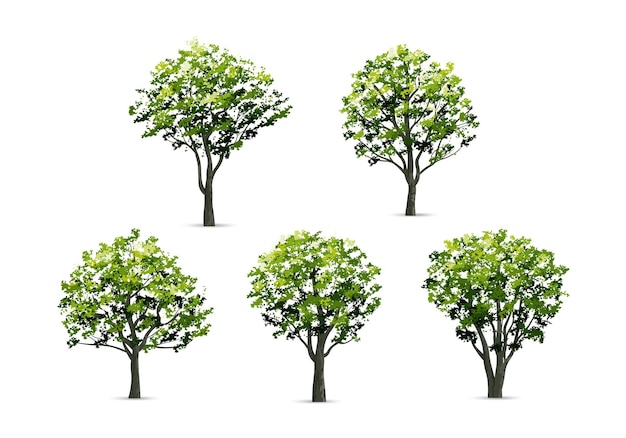 Sammlung des realistischen Baums lokalisiert auf weißem Hintergrund. Naturobjekt für Landschaftsgestaltung, Park und Außengrafik. Vektor-Illustration.
