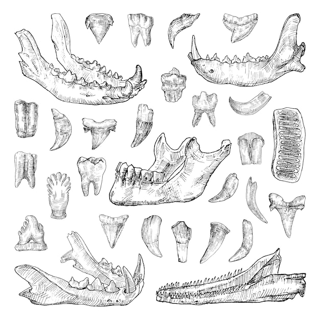 Sammlung monochromer illustrationen von zähnen und kiefern