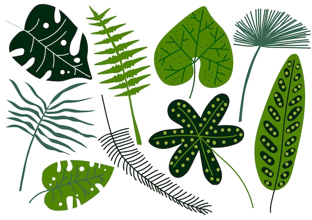 Sammlung tropischer Blätter, exotische Dschungelpalmenblätter, Vektorillustration auf weißem Hintergrund