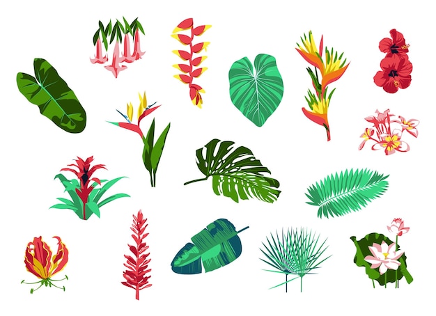 Vektor sammlung tropischer pflanzen und blumen exotische tropische palmblätter und blühende blumen