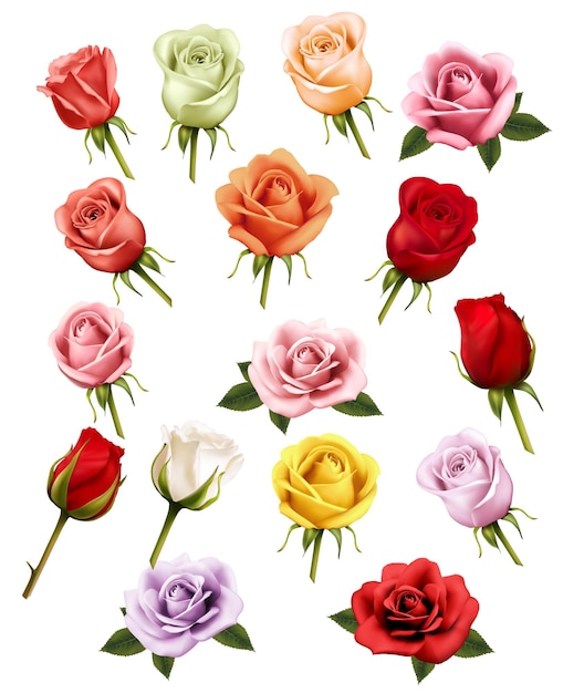 Sammlung verschiedener Rosen. Vektor.