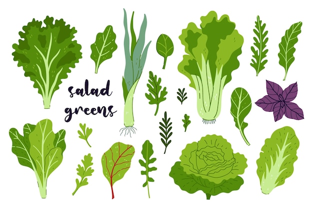 Sammlung verschiedener salatgrünen, die auf einem weißen hintergrund isoliert sind vektorgrafiken