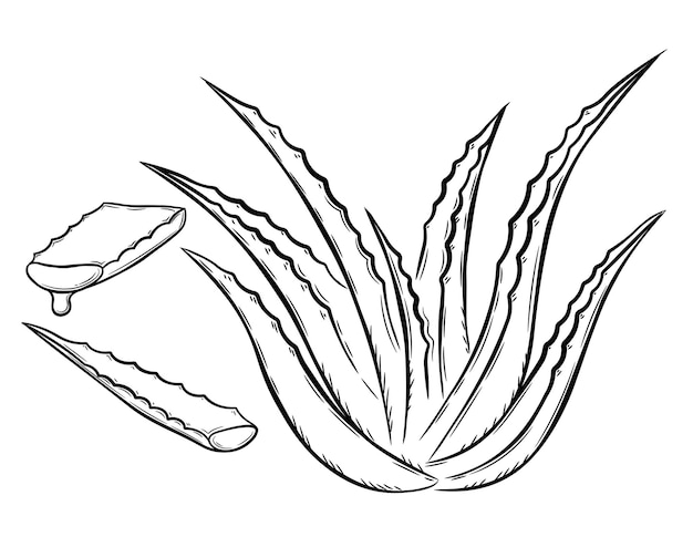 Vektor sammlung von aloe-vera-heilpflanzen und saftigem stängelschnitt. handgezeichnete pflanze im skizzenstil.