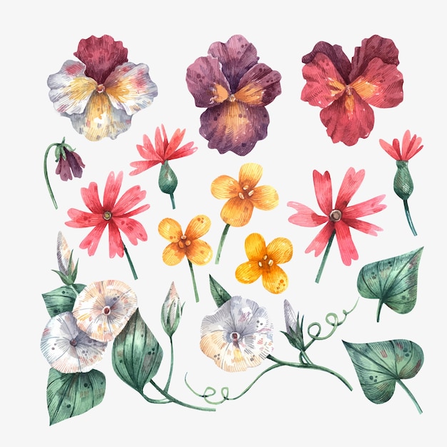 Sammlung von Aquarell handgezeichneten Blumen