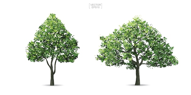 Sammlung von Baum.