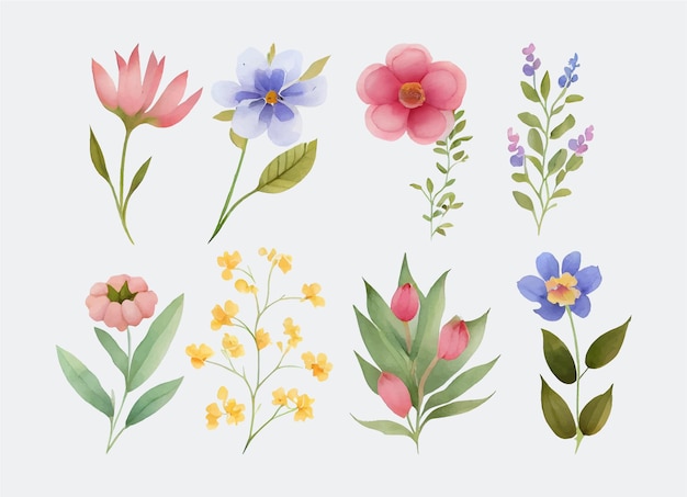 Sammlung von Blumen Schönes Aquarell-Set von Design-Ornamenten
