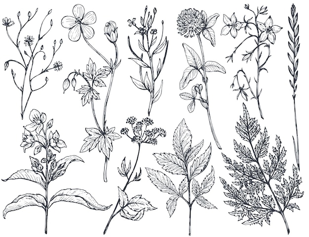 Sammlung von handgezeichneten Blumen und Kräutern