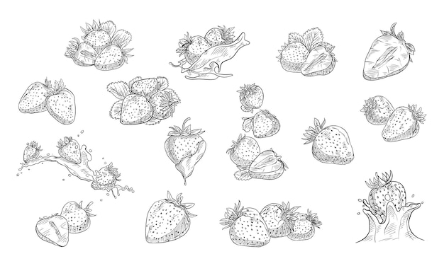 Vektor sammlung von handgezeichneten erdbeeren