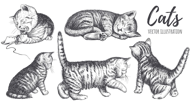 Sammlung von katzen handzeichnung vektor-illustration