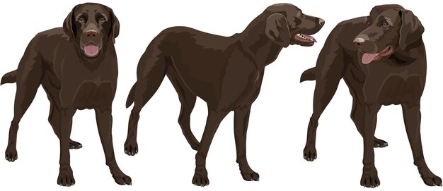 Sammlung von Labradoren