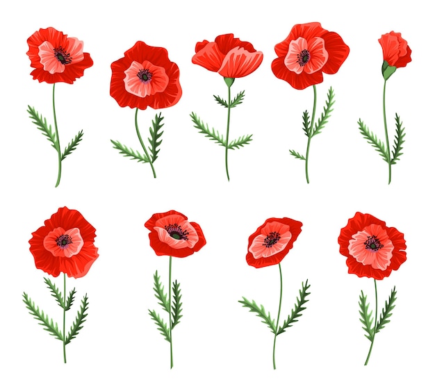 Sammlung von Mohnblumen isoliert auf Weiß