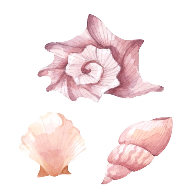 Sammlung von Muscheln Aquarellillustration