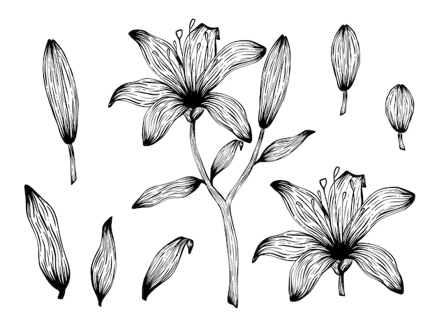 Sammlung von Silhouetten von Lilienblättern, Zweigen, Dekorativen Linienkunstkonzepten, Umrisse der Pflanze, Botanisches Schwarz-Weiß-Element, Handgezeichnete Blumenvektorskizzen, Isolierung auf weißem Hintergrund