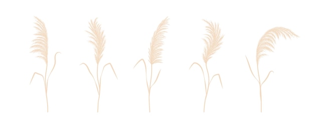 Sammlung von trockenem Pampasgras Cortaderia-Set im Boho-Stil