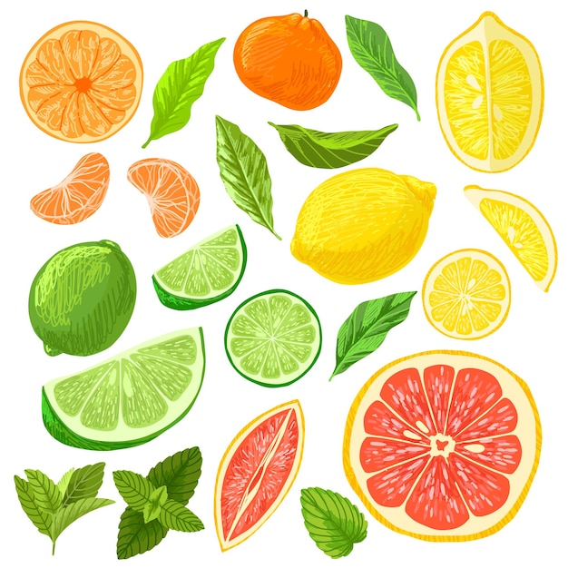 Sammlung von Zitrusfrüchten, Zitronen, Grapefruits und Limetten