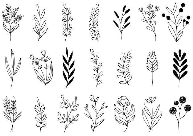 Sammlung Wald Farn Eukalyptus Kunst Laub natürliche Blätter Kräuter in Linie Stil. handgezeichnete Blume
