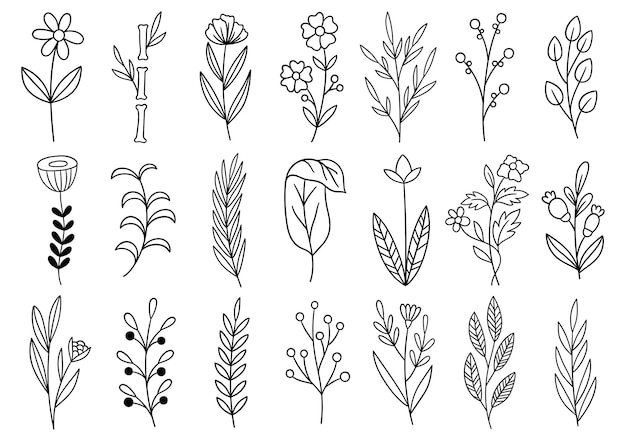 Sammlung Waldfarn Eukalyptus Kunst Laub natürliche Blätter Kräuter im Linienstil. Elegante Illustration der dekorativen Schönheit für gezeichnete Blume des Entwurfs Hand