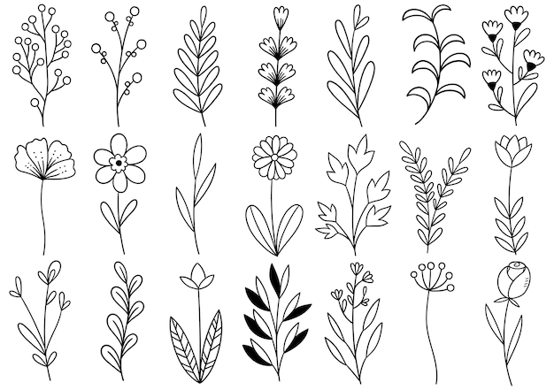 Vektor sammlung waldfarn eukalyptus kunst laub natürliche blätter kräuter im linienstil. elegante illustration der dekorativen schönheit für gezeichnete blume des entwurfs hand