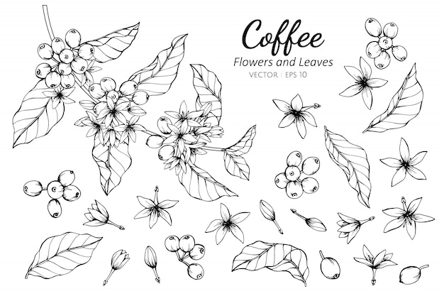Sammlungssatz der kaffeeblume und -blätter, die illustration zeichnen.