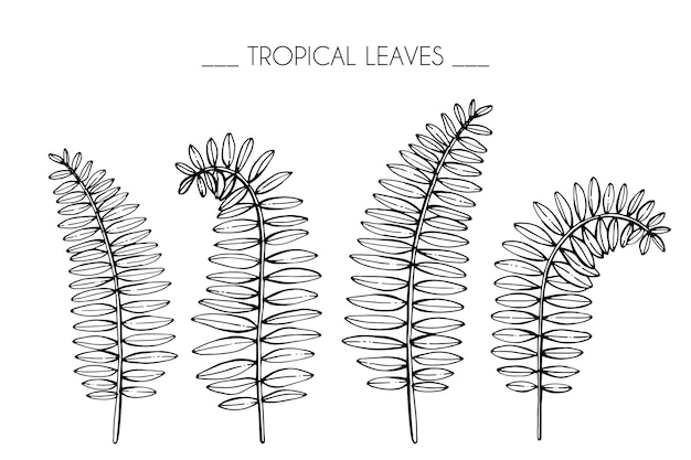 Sammlungssatz tropische blätter zeichnungsillustration.