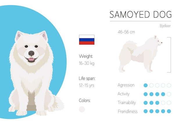 Samojede. merkmale der hunderasse. information. vektor-design-vorlage.