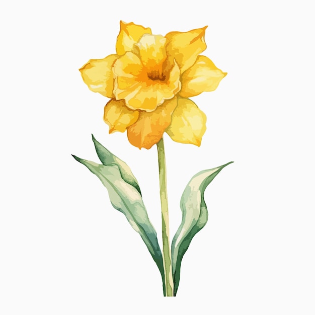 Sanfte Aquarellillustration, die die komplizierten Details einer Narzissenblüte zeigt