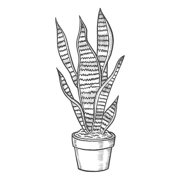 Vektor sansevieria tropische blattpflanze isoliert doodle handgezeichnete skizze mit umrissstil