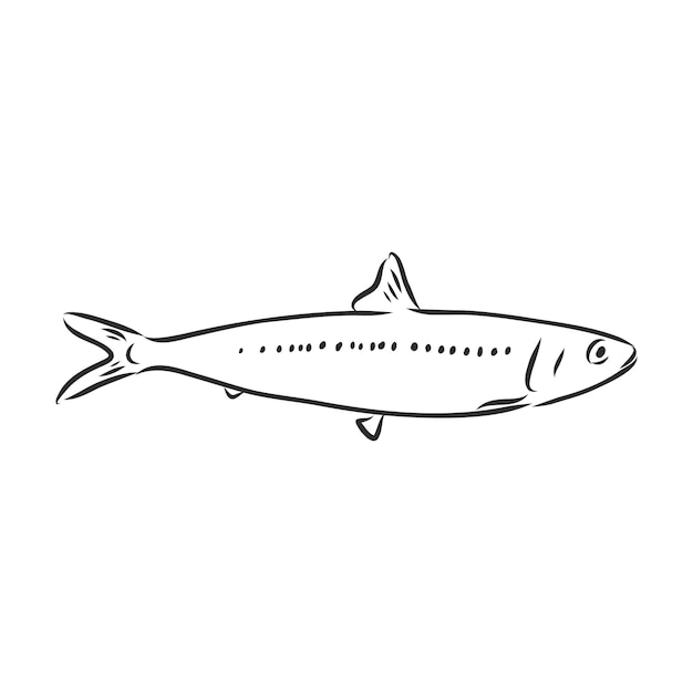 Sardinen-Tintenskizze von Sardinen Kleine Heringe Handgezeichnete Vektorillustration von Fischen
