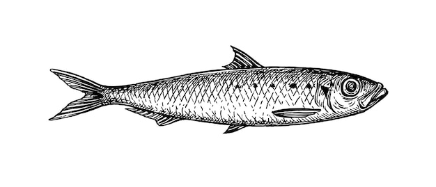 Sardinen. Tintenzeichnung einer Sardine. Kleiner Hering. Vintage-Stil Illustration von Fischen.