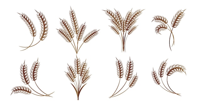 Satz Ährchen aus Weizen, Roggen, Gerste. Braunes Design. Dekorelemente, Logos, Symbole, Vektor