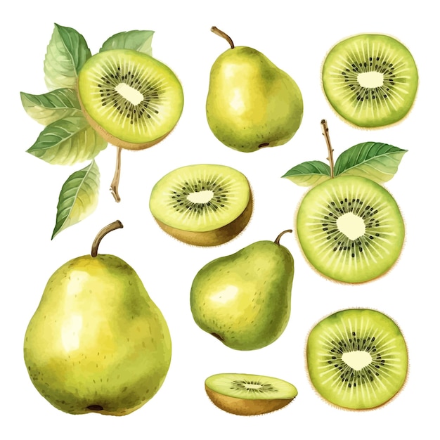 Satz Aquarell-Kiwis-Früchte-Cliparts mit weißem Hintergrund