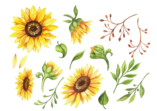 satz aquarellblumenelemente sonnenblumen