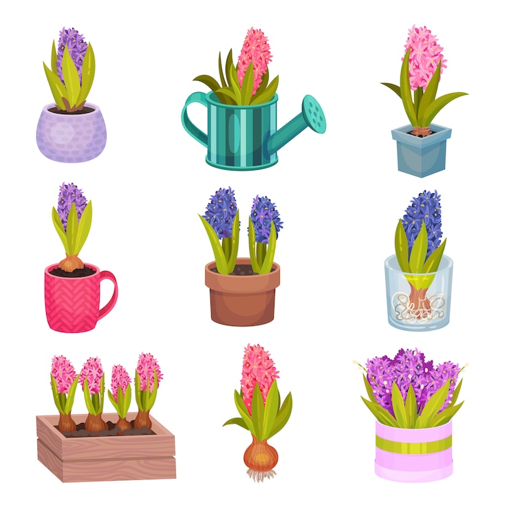 Vektor satz blumen der hyazinthe der verschiedenen farben.