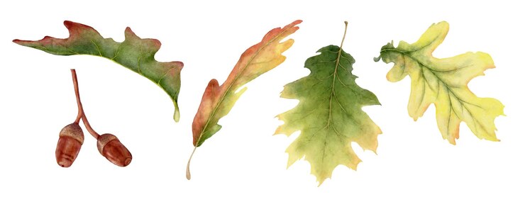 Satz bunte Aquarellherbstblätter