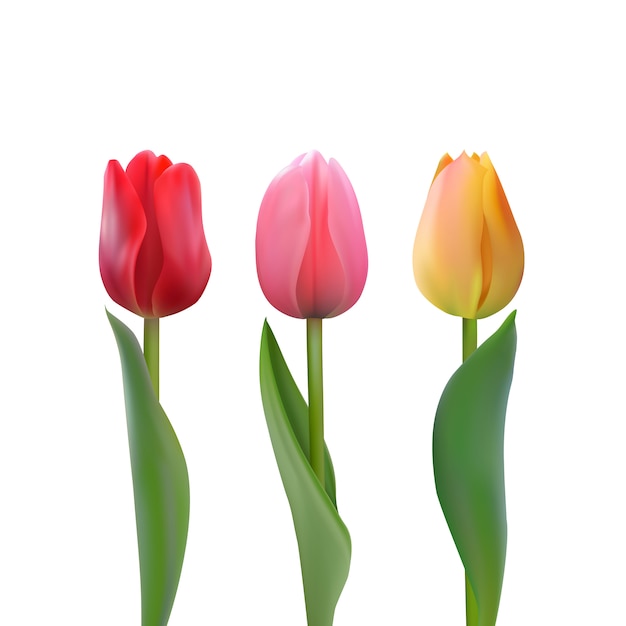 Satz bunte Tulpen