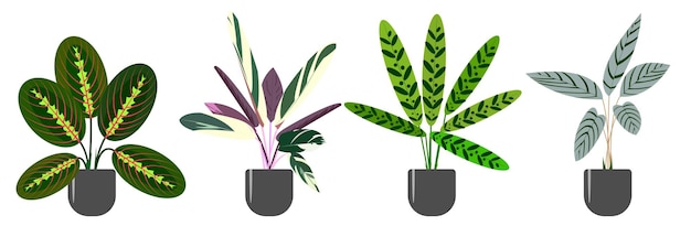 Satz dekorativer und laubabwerfender Zimmerpflanzen der Gattung Marantaceae Maranta stromanta ctenanthe calathea Trendvektordarstellung isoliert auf weißem Hintergrund