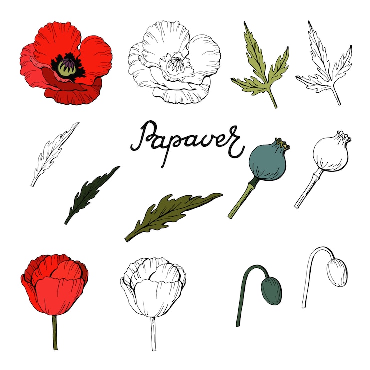 Vektor satz elemente von mohnblumen