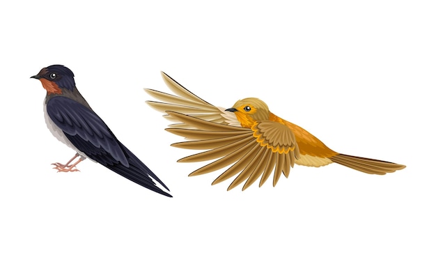 Satz europäischer Vögel Schwalbe und fliegende Oriole Vektor-Illustration