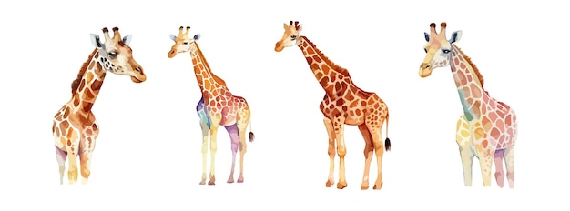 Satz Giraffen-Tier-Aquarell isoliert auf weißem Hintergrund Niedliche Safari-Zoo-Afrika-Tier-Clipart-Vektorillustration