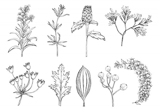 Satz Hand gezeichnete skizzierte Blumen und Anlagen