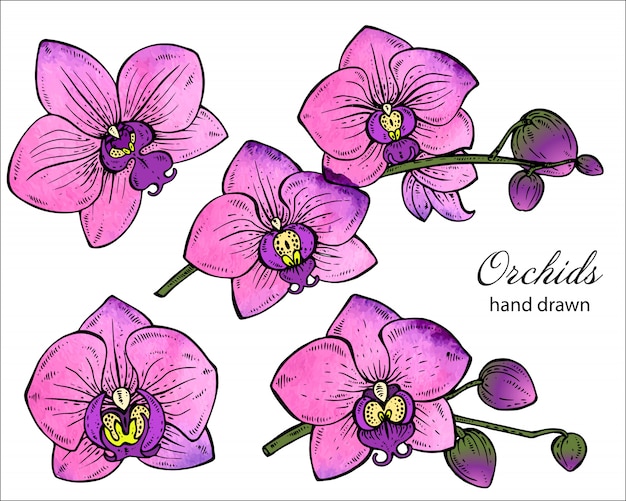 Satz handgezeichnete Orchideenzweige mit Blumen.
