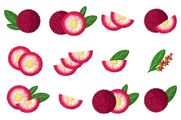 Vektor satz illustrationen mit exotischen bayberry-früchten, blumen und blättern lokalisiert auf einem weißen hintergrund. isolierte symbole festgelegt.