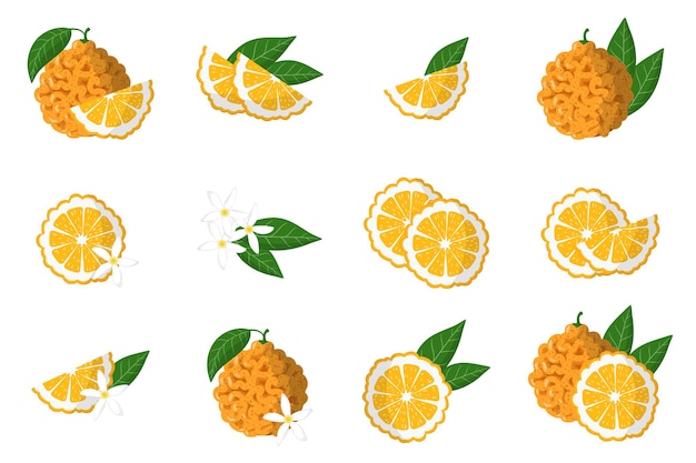 Satz illustrationen mit exotischen zitrusfrüchten, blumen und blättern der bitteren orange lokalisiert auf einem weißen hintergrund.
